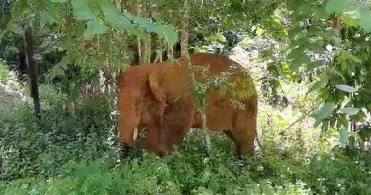 Elephant herd in China is on the run: Lonely bull captured and returned to the reserve abroad