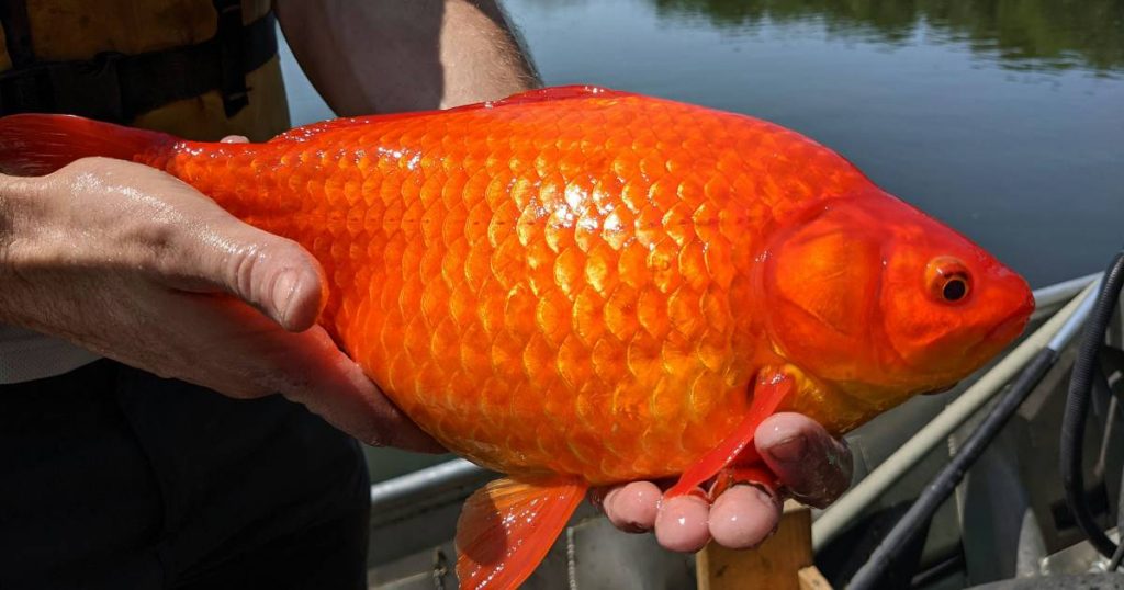 Minnesota 'wild goldfish' warning: 'More dangerous than you think' |  abroad