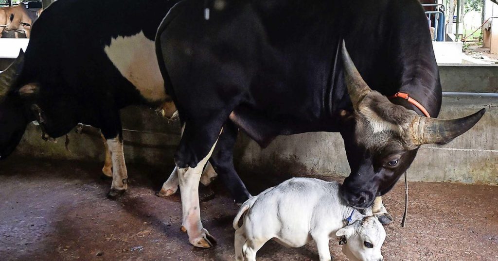 The 'world's smallest cow' attracts a lot of attention on a farm in Bangladesh |  abroad