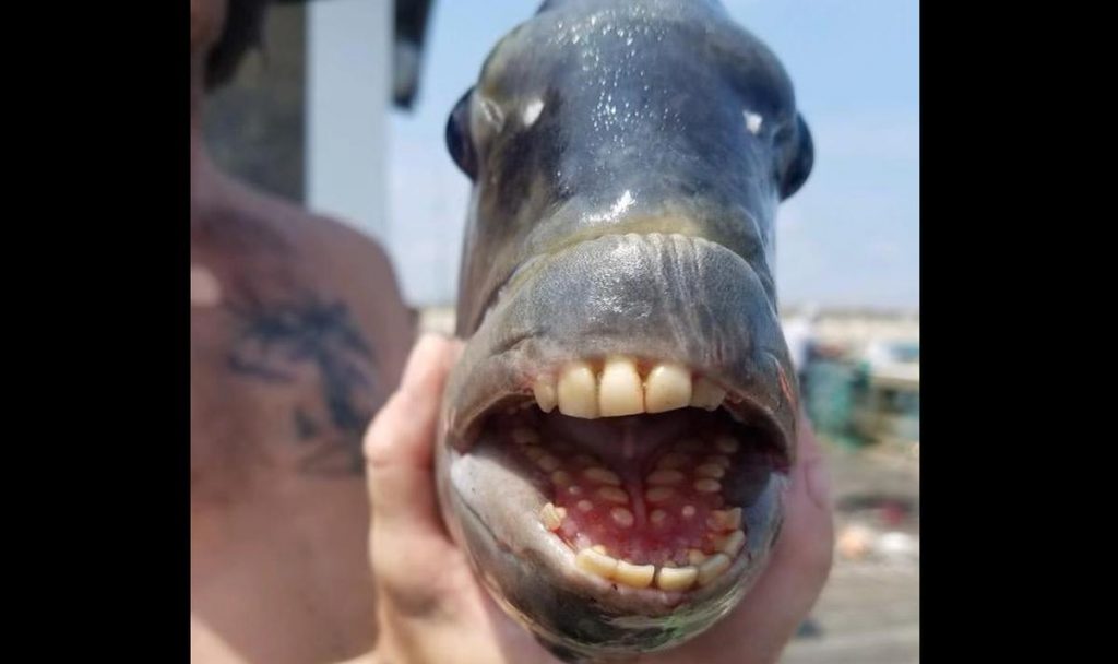 Strange fish caught with human teeth in the US