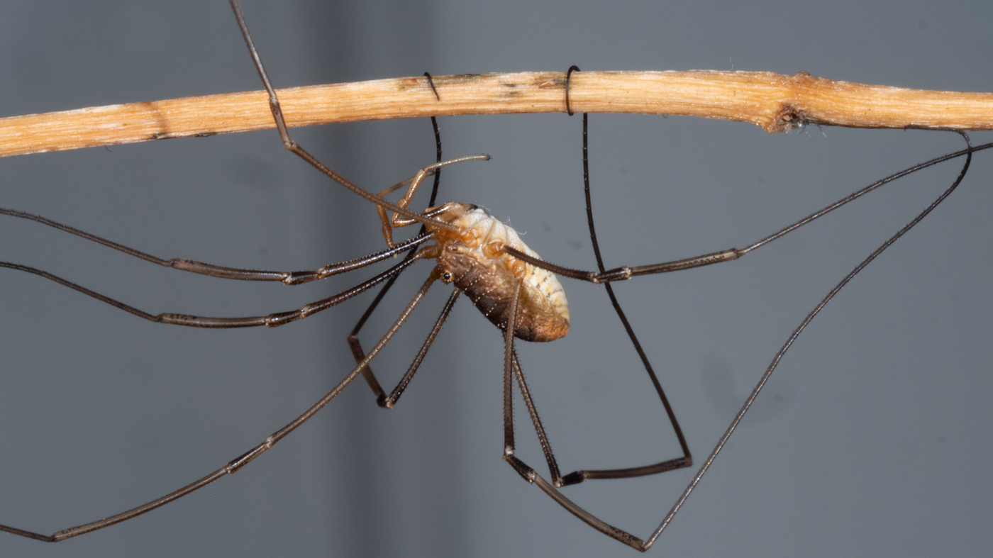 The genome of Daddy Longlegs has been sequenced and researchers have created Daddy Shortlegs: NPR.  made