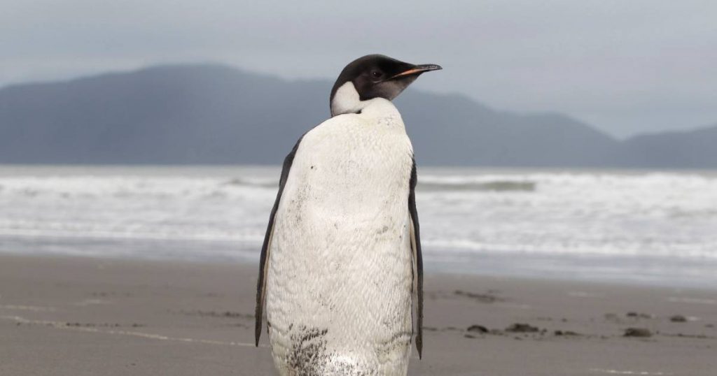 Emperor penguins will be extinct in eighty years |  abroad
