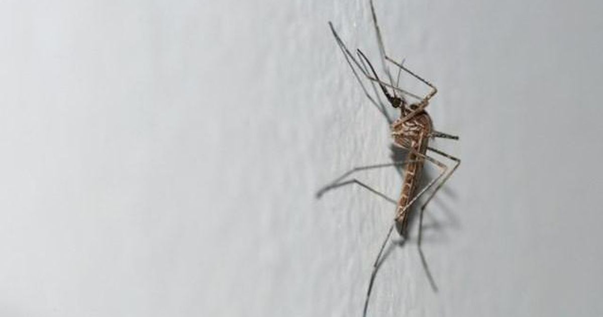 New strange mosquitoes appeared in Belgium |  abroad