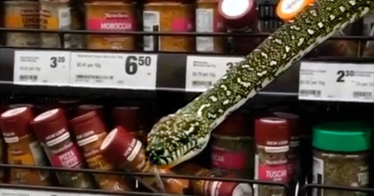 Snake crawling in the grass in an Australian supermarket: "20 cm from my face" |  The best thing on the web