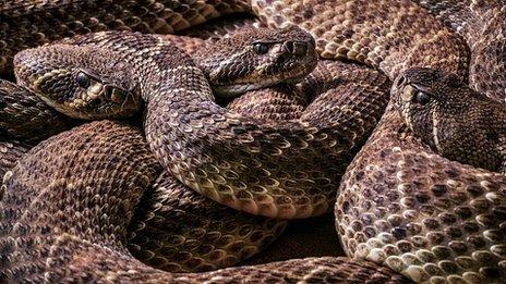 The sound of rattlesnakes "trick" deceives human ears