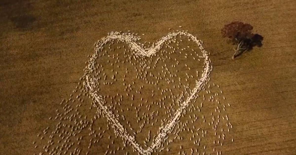 Touch: Australian sheep farmer lets sheep form a heart to honor a deceased aunt |  The best thing on the web