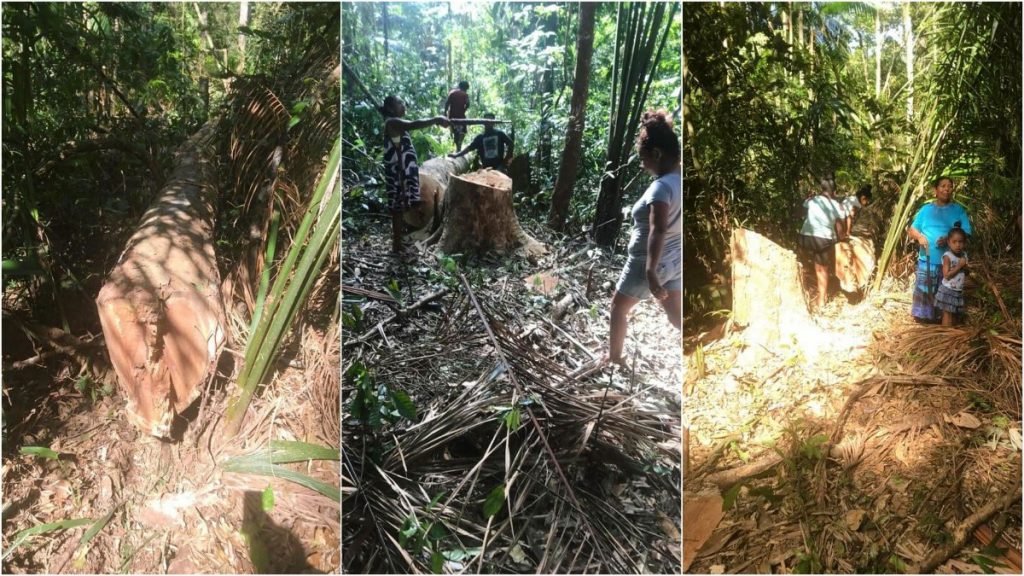 Pikin Poika geconfronteerd met illegale houtkap