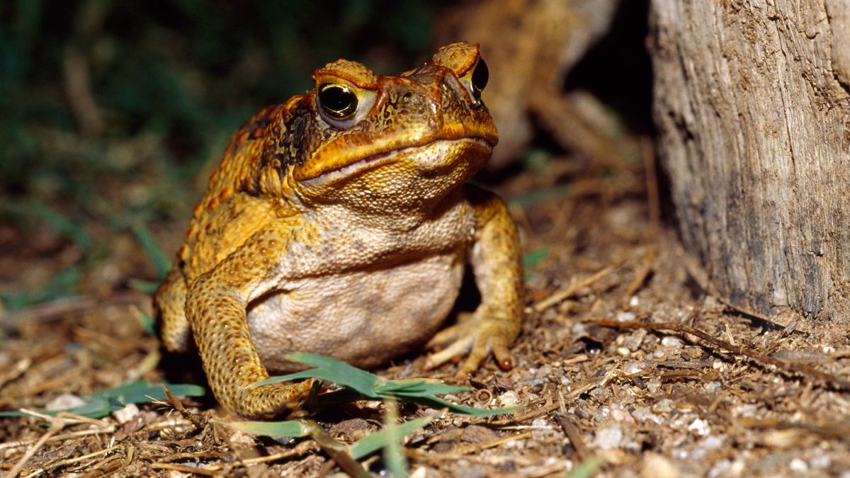 Cannibal frogs eat a lot of their young, they accelerate evolution