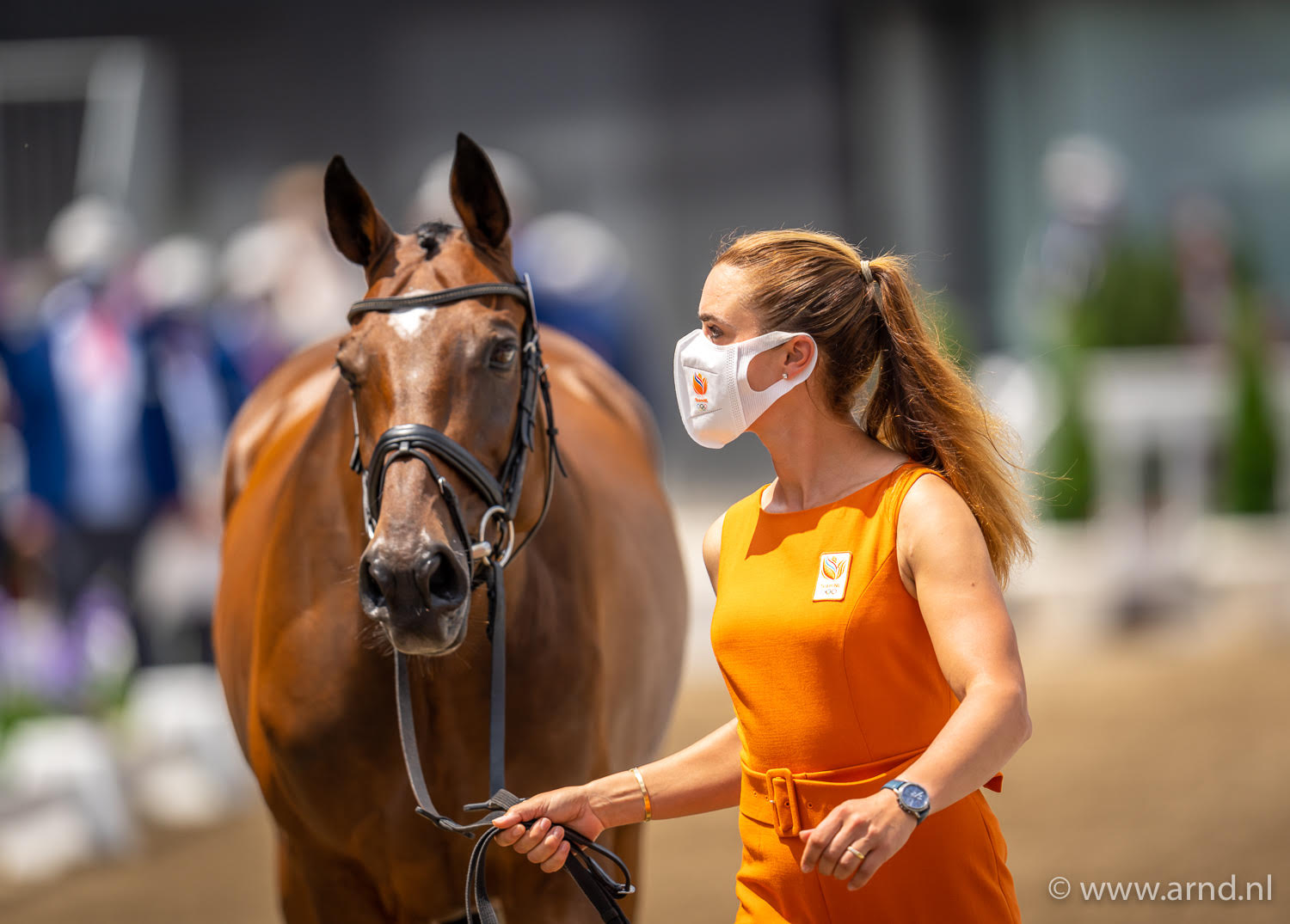 European Championships Horseracing: Dutch horses run smoothly through veterinary examination