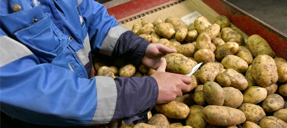 The British close the border to seed potatoes from the European Union