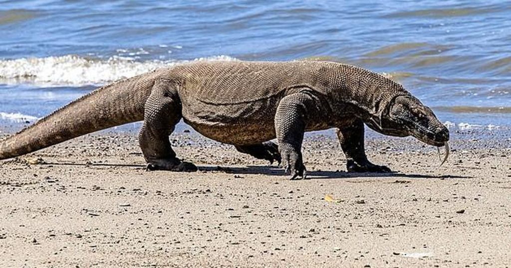 The Komodo dragon is on the Red List of Threatened Species |  Abroad