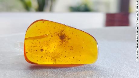 Baby crab preserved in amber 100 million years old lived among the dinosaurs