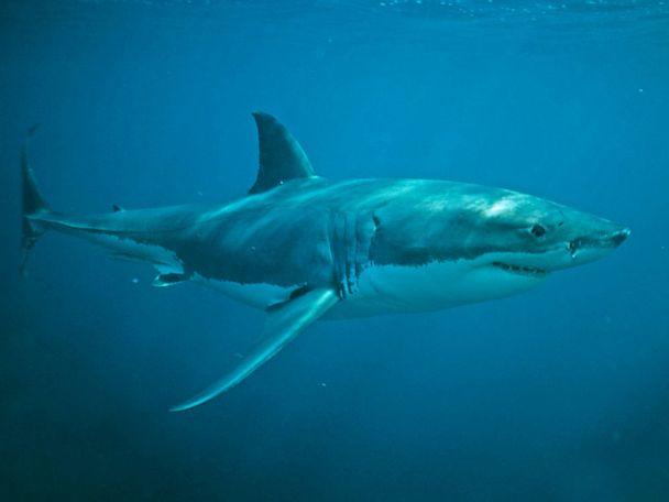 Great white sharks can't distinguish between humans and seals: study
