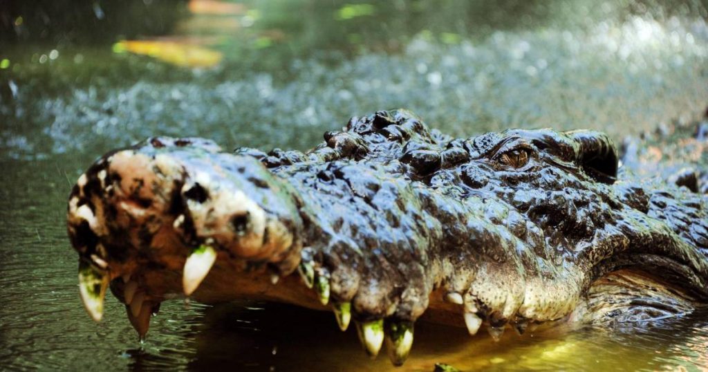 Crocodile holding a drone while filming a documentary: "It would be hard to explain to my boss" |  Instagram