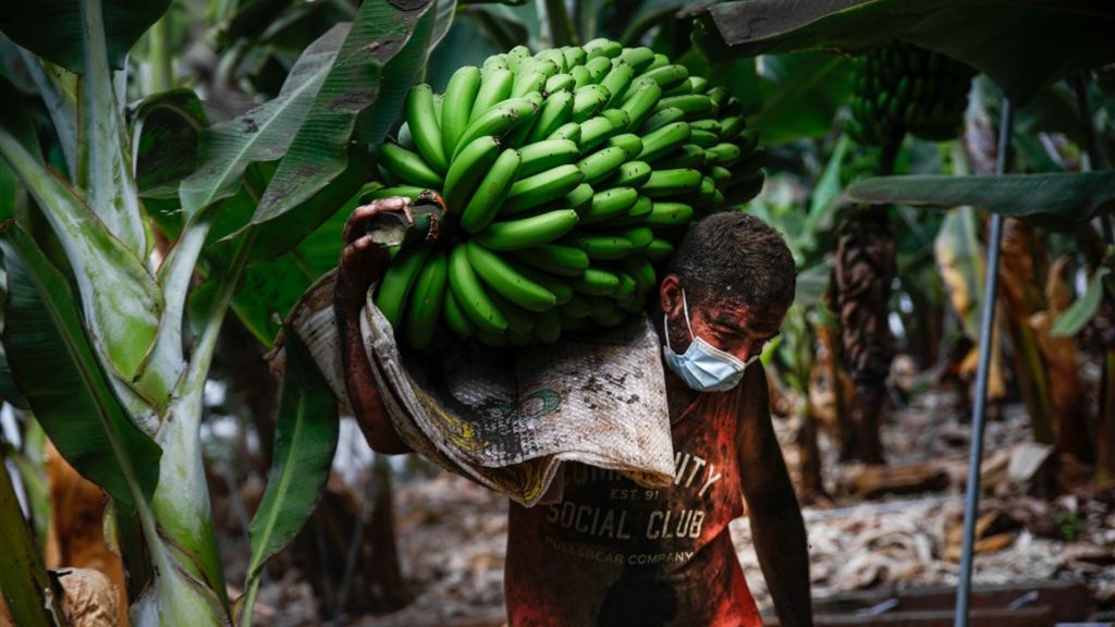 La Palma volcano eruption threatens yellow gold: 'Our banana plantations are being swallowed up'