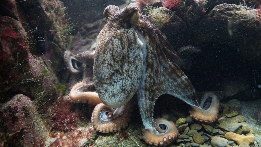 New report on World Octopus Day Against Octopus Cultivation - Early Birds