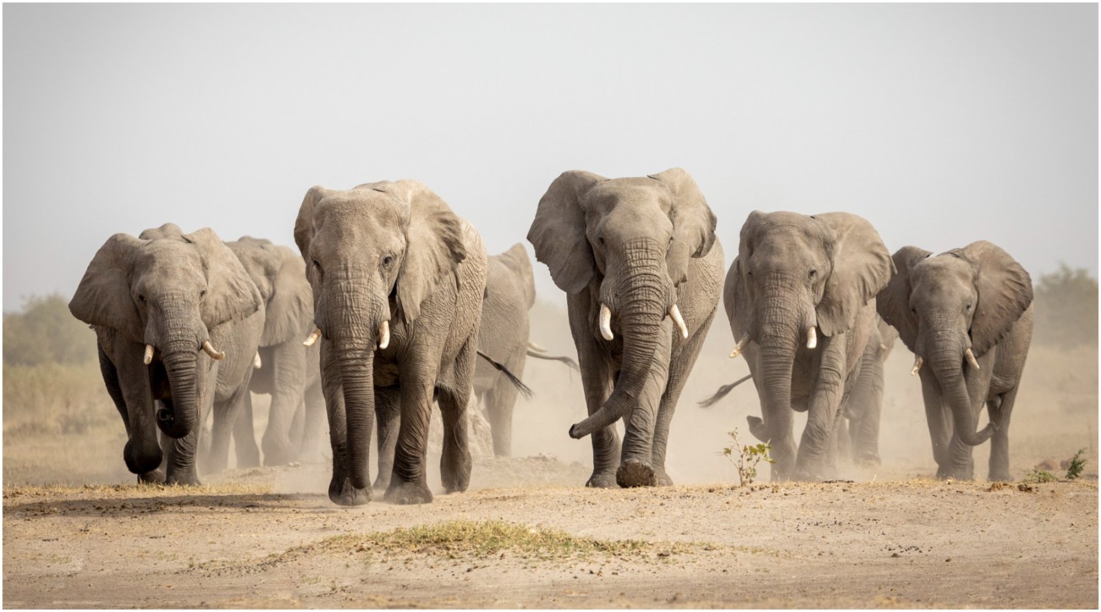 Scientists want to release elephants into Europe to save our ecosystem: is that a good idea?