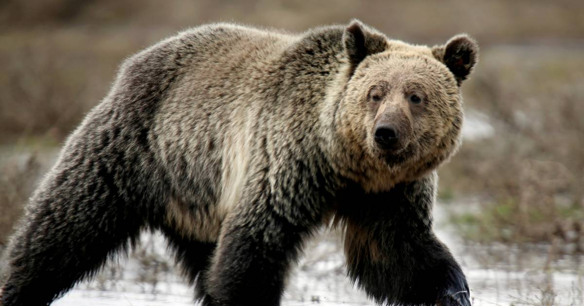 The American came too close to bear it, and was almost attacked and imprisoned |  Abroad