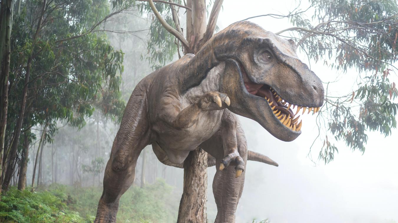 Museum voor Natuurwetenschappen in Brussel pakt uit met t. rex-tentoonstelling