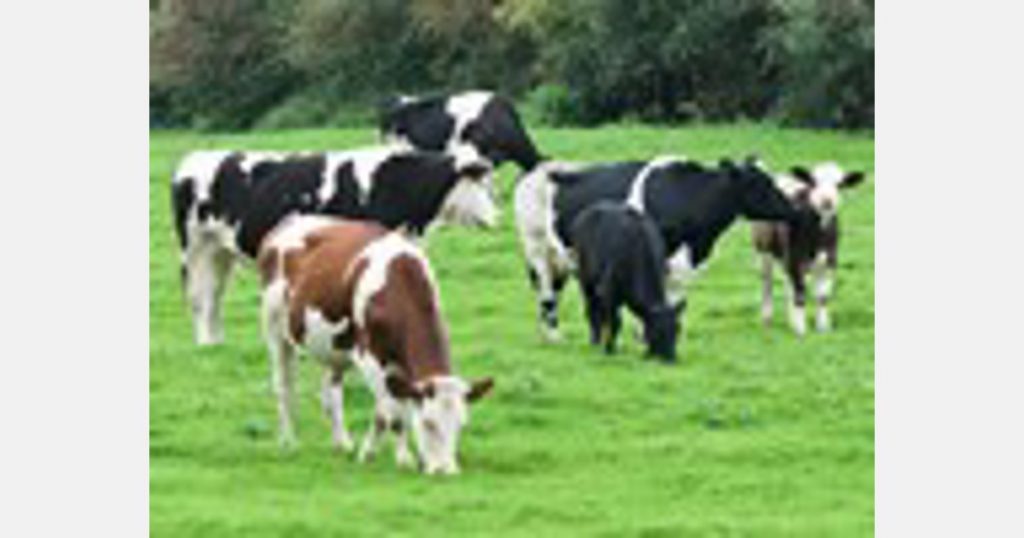 'We need to extend the life of dairy cows'