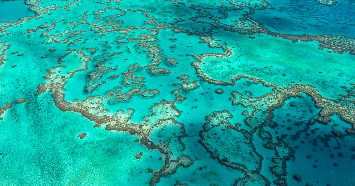 Research shows that only 2% of the Great Barrier Reef survived coral bleaching