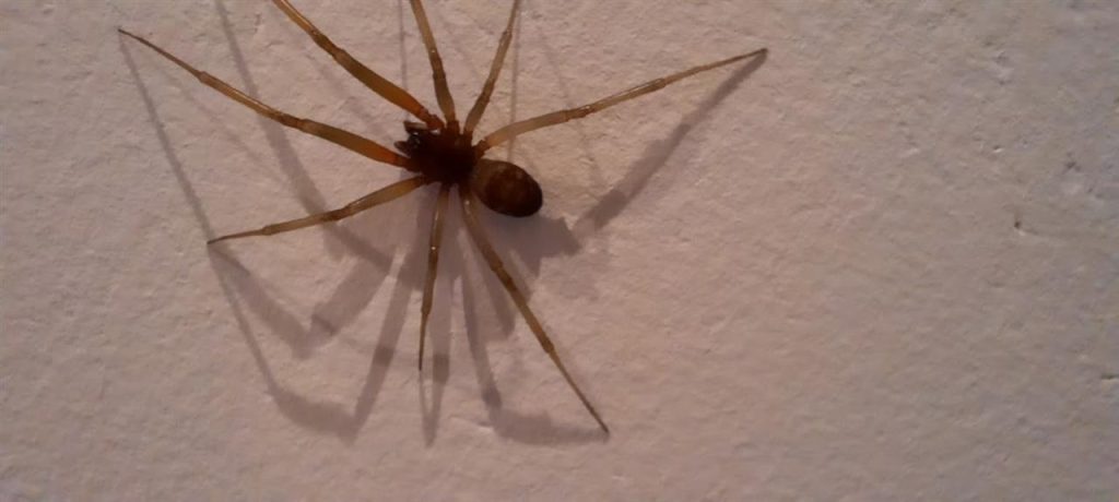 Poisonous spider in Zankark |  RTV Zanstrik