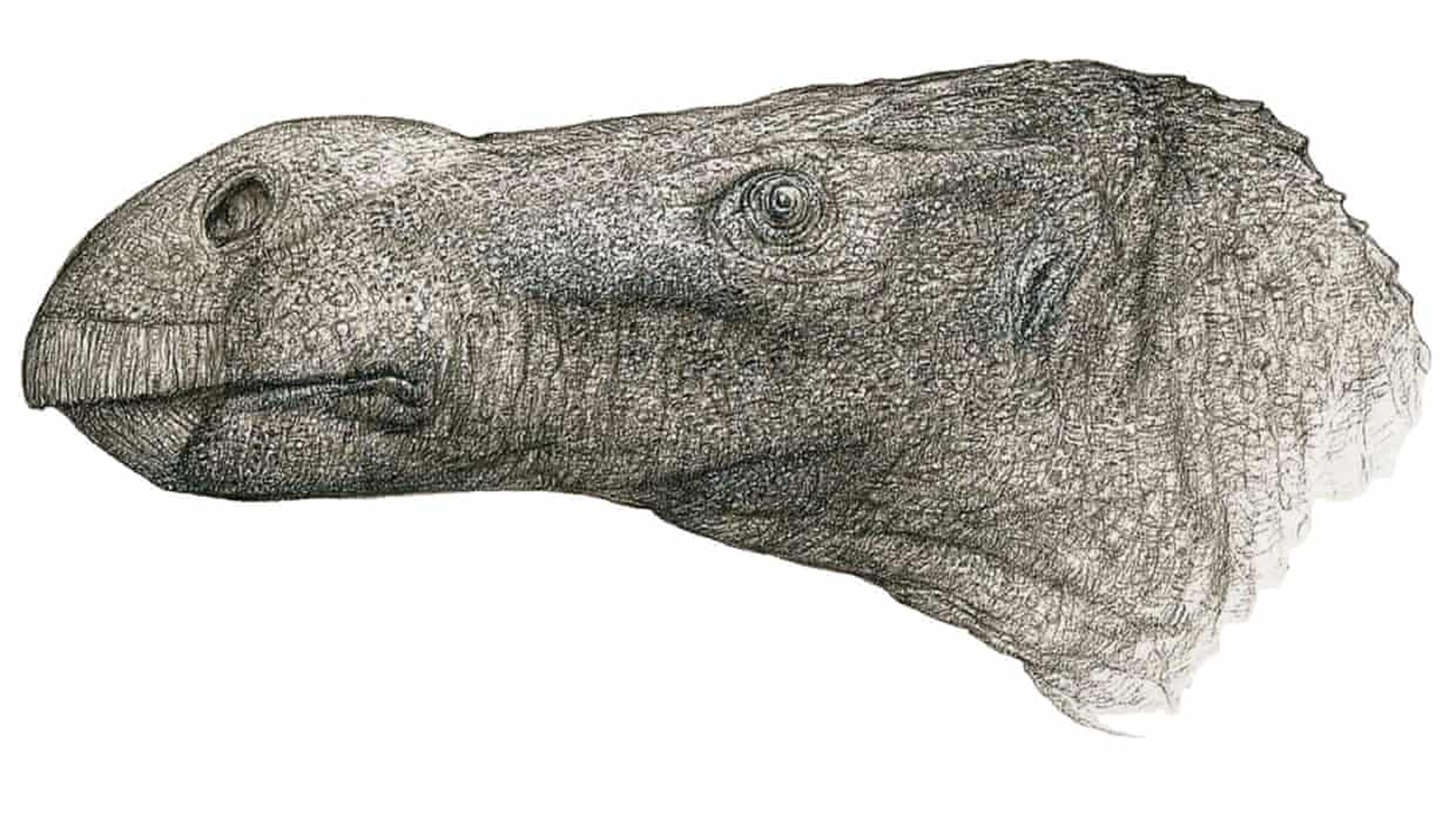 A new species of dinosaur with a huge nose has been discovered