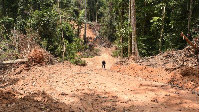 Deforestation of the Amazon at the highest level in 15 years