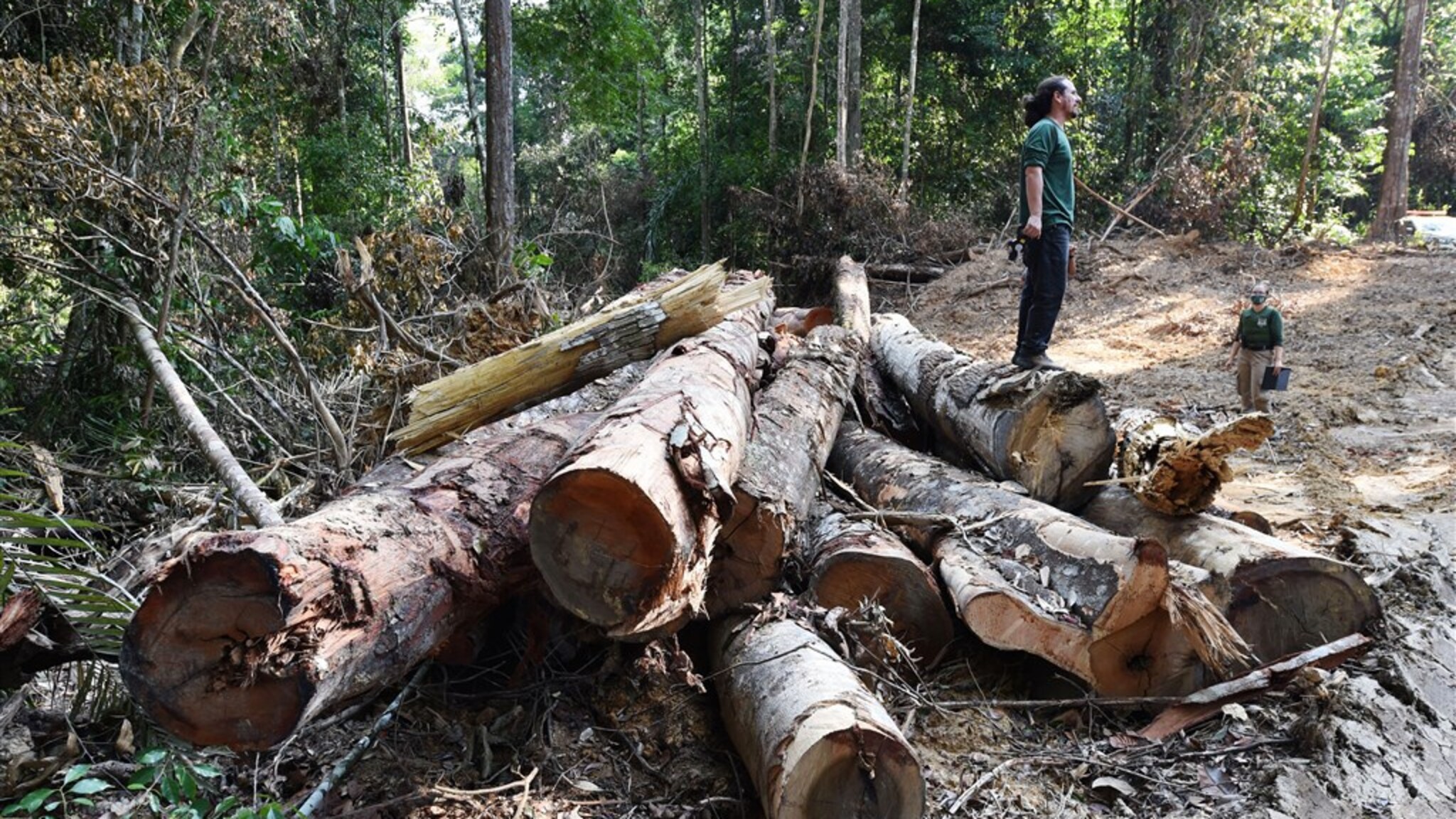 Most deforestation in the Brazilian Amazon is 15 years old