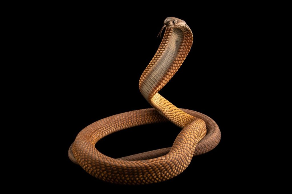 The Arabian Cobra is Twelve Thousand Animals Added to the Ark of Endangered Species - National Geographic
