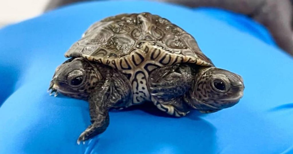 Two-headed and six-legged turtle found in the United States |  Abroad
