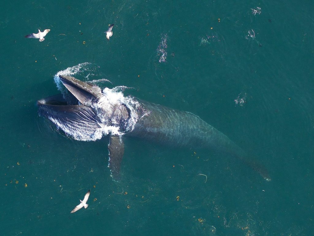 Whales eat three times more than previously thought - National Geographic