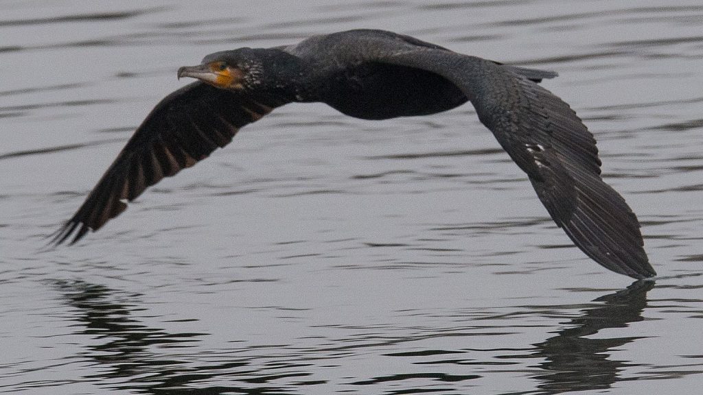 Isn't there enough fish to catch because of the cormorants?  "Envy and hatred for this animal are as old as the road to Kralingen"