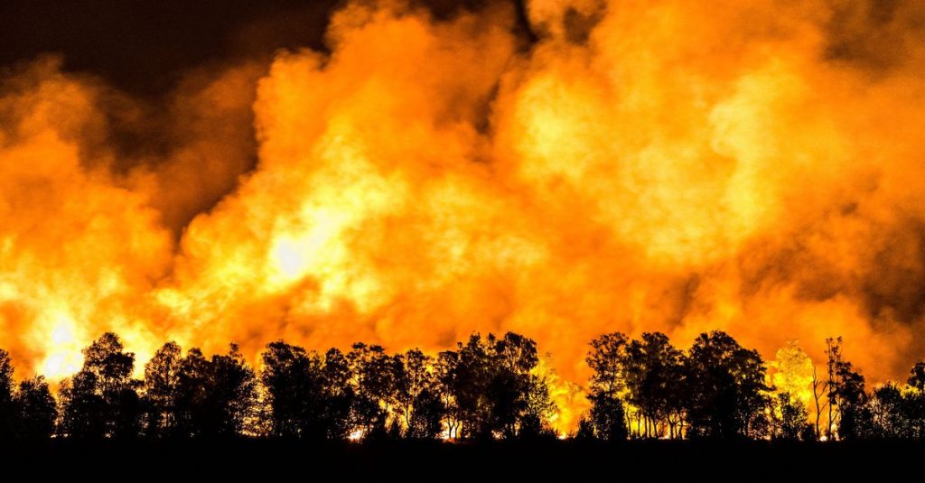 Let forest fires burn more often