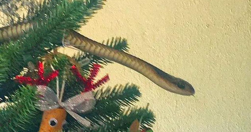 A family with two children decorates the Christmas tree with a poisonous snake among the branches |  abroad