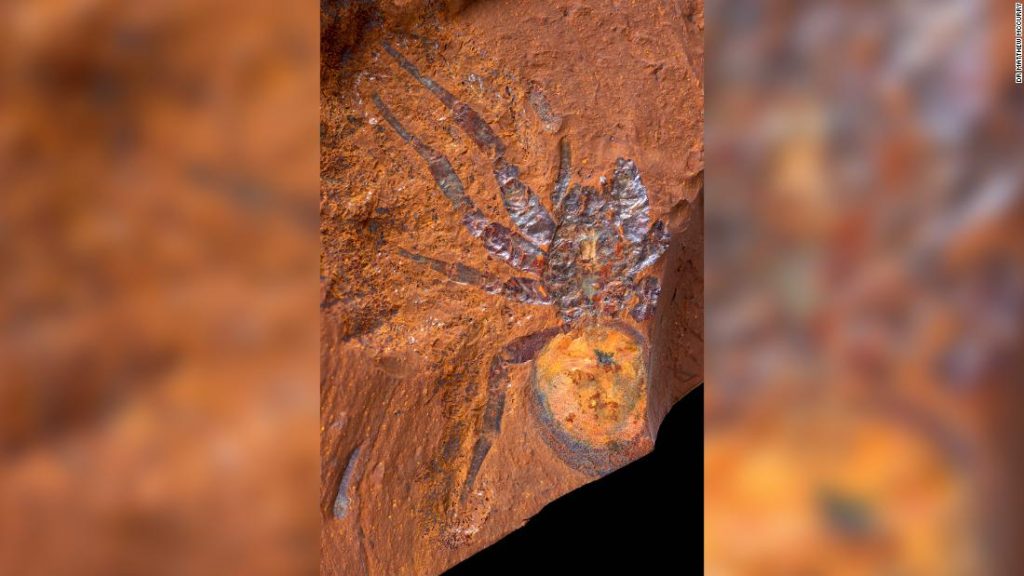 Incredible fossils tell the story of Australia's origins