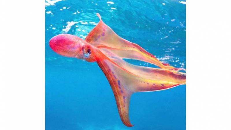 A marine biologist is very excited after seeing a very rare rainbow octopus