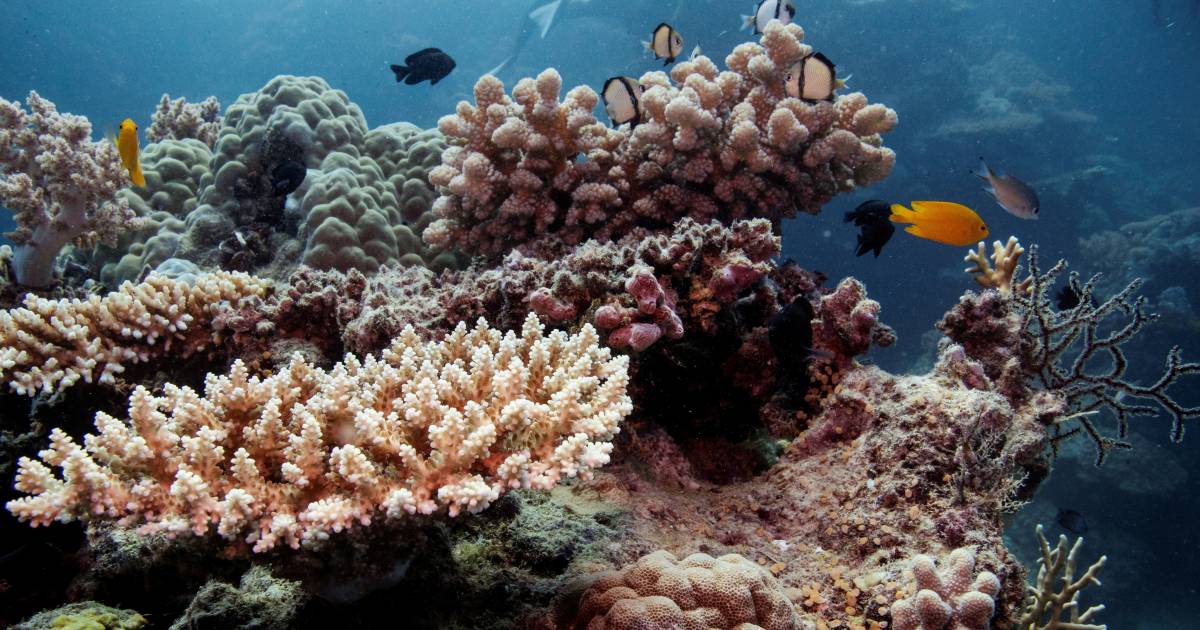 Australia puts hundreds of millions into protecting the Great Barrier Reef |  abroad