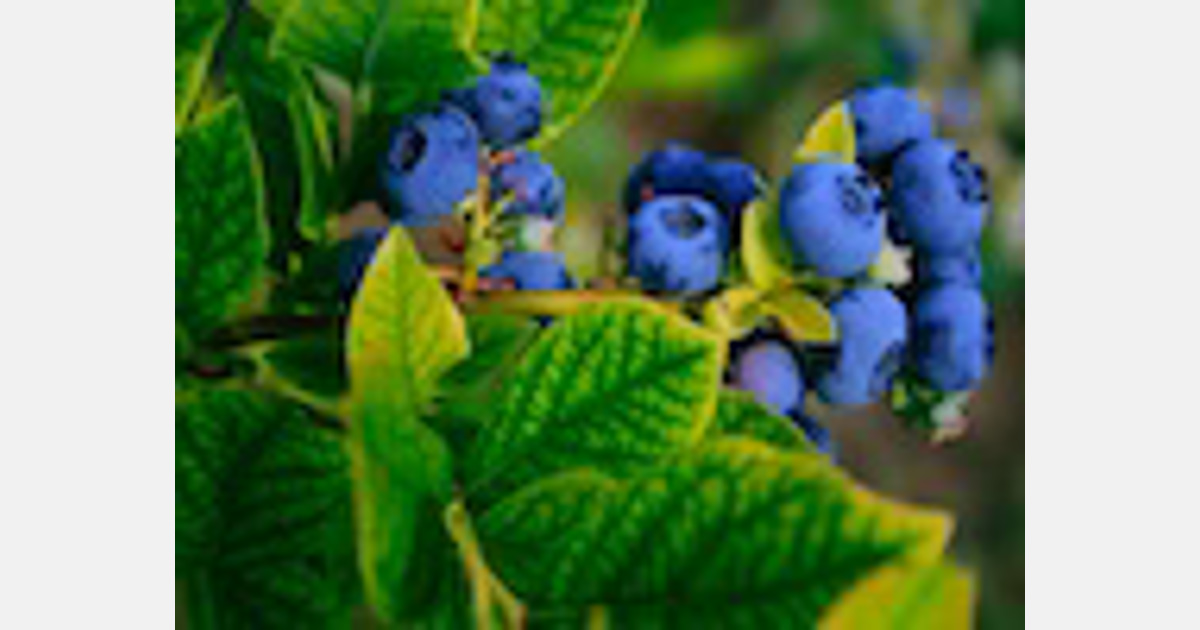 China has the largest acreage of blueberries in the world