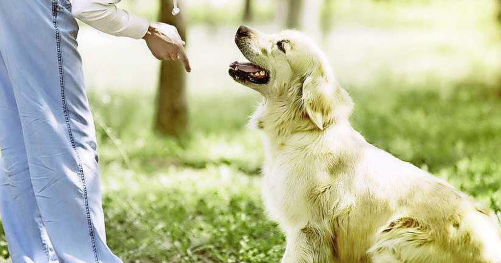 Dogs can distinguish between different languages ​​|  home and garden