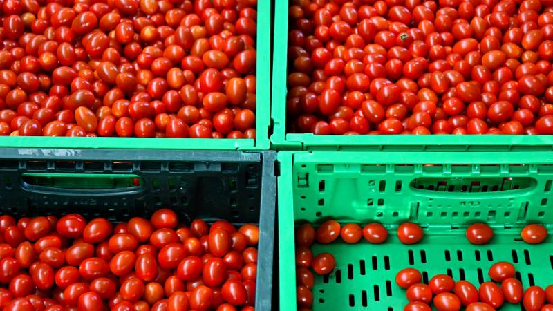 Dutch supermarkets want to tackle exploitation in Italian tomato cultivation