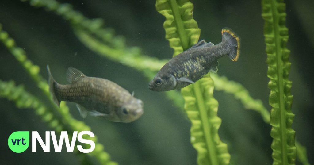 The 'Little Rooster' success story: reintroducing an extinct Mexican fish into the wild