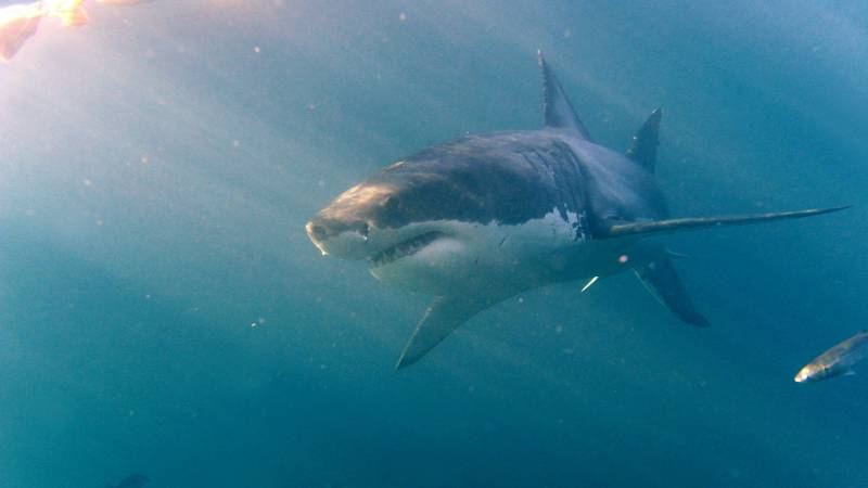 First fatal shark attack off Sydney in nearly 60 years