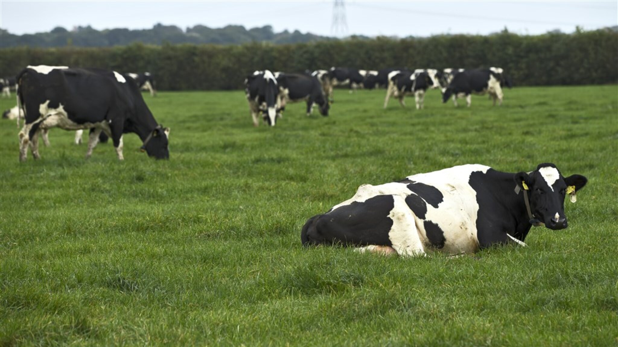 The government's approach to nitrogen will reduce livestock by 30 percent in the coming years