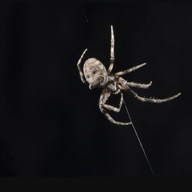 The spider uses the web to listen better