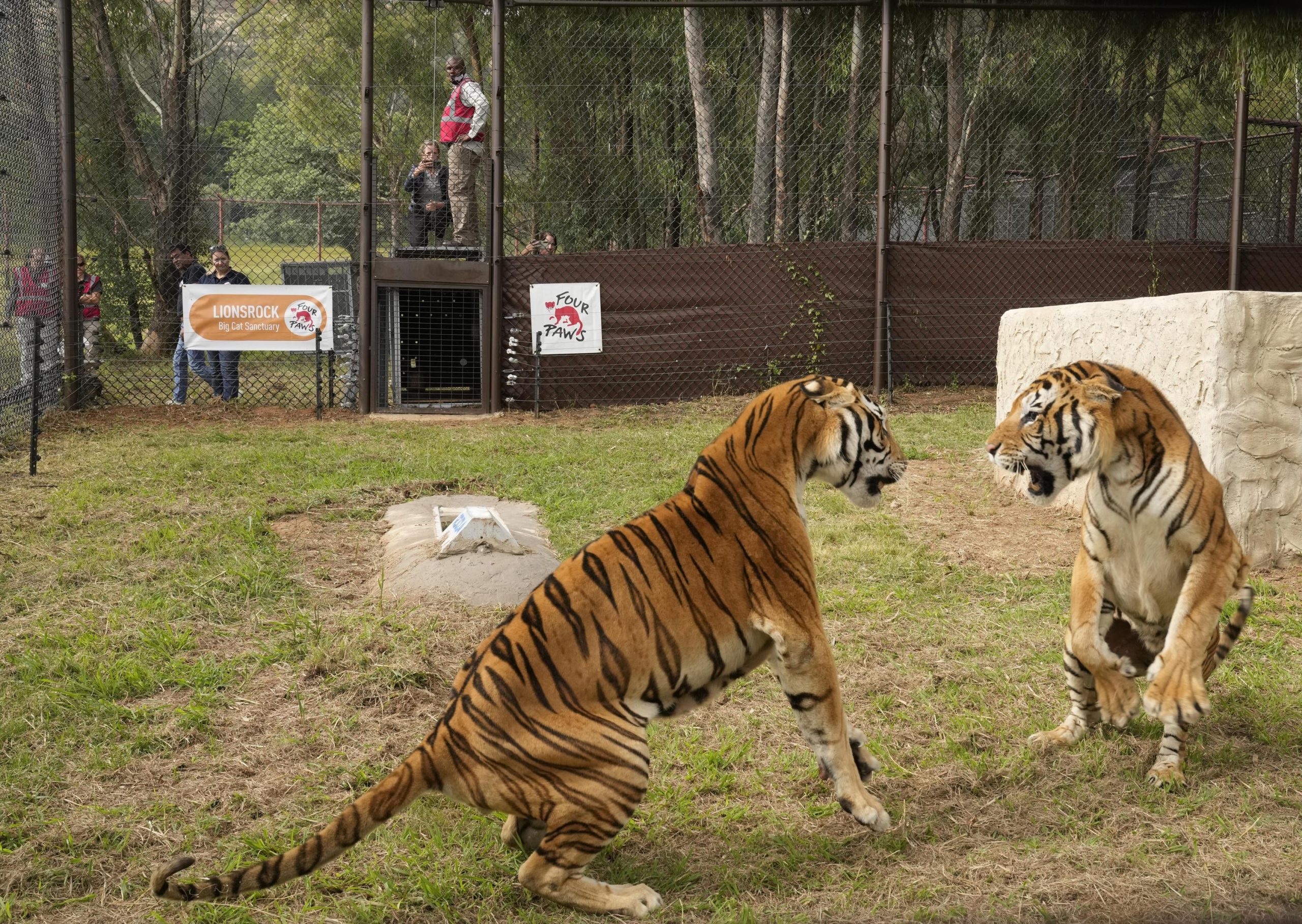 4 tigers rescued from Argentina get a new home in South Africa
