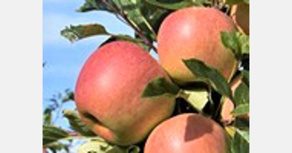 Apple harvest forecast 2022 Southern Hemisphere -7%