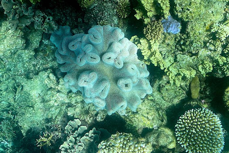 Finding heat-resistant corals could be a life buoy for Australia's endangered coral reef region.