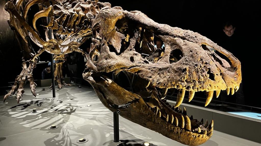 Is the Trex actually a T-Rex?  American researchers have doubts