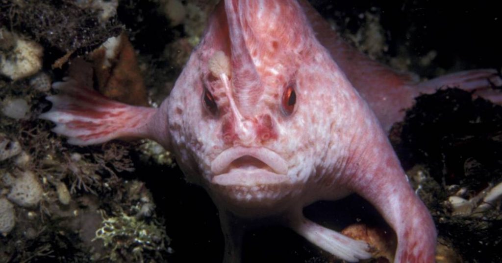 Not yet extinct: This 'walking' fish was seen again for the first time in 22 years |  Instagram